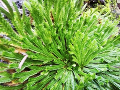 Selaginella pilifera