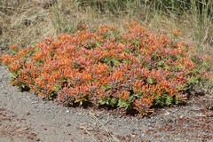 Monardella macrantha hallii