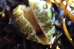 Dendrochiton flectens