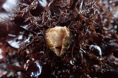 Dendrochiton flectens