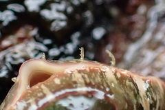 Dendrochiton flectens