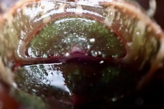 Dendrochiton flectens