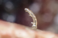 Dendrochiton flectens