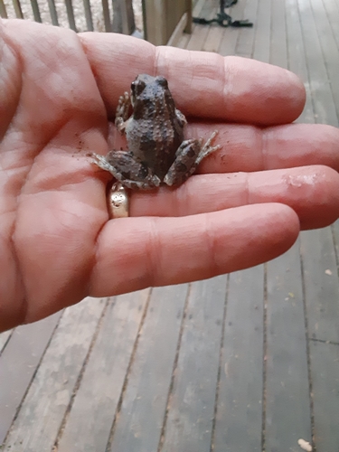 iNaturalist observation photo of Pacific chorus frog