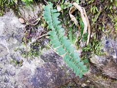 Asplenium resiliens