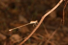 Lestes concinnus