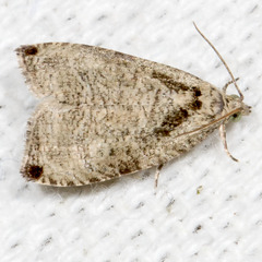 Olethreutes exoletum