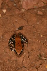 Hydrophylax bahuvistara