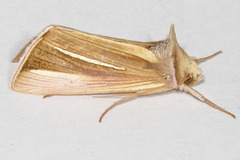 Plusia venusta
