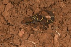 Cyrtodactylus deccanensis