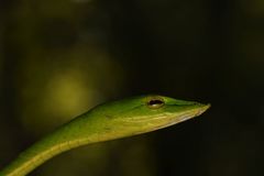 Ahaetulla