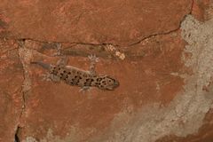 Hemidactylus maculatus