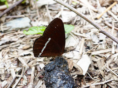 Lymanopoda albocincta