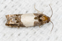 Epiblema tripartitana