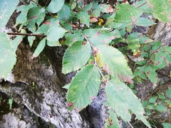 Ulmus serotina