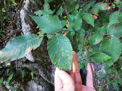 Ulmus serotina
