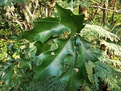 Quercus canbyi