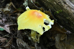 Amanita arkansana