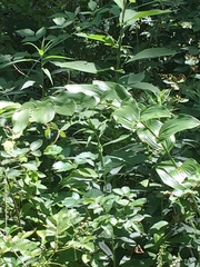 Polygonatum biflorum commutatum