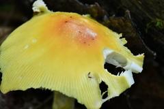 Amanita arkansana