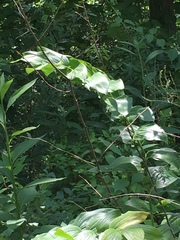 Polygonatum biflorum commutatum