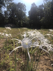 Hymenocallis occidentalis