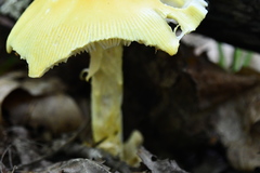 Amanita arkansana