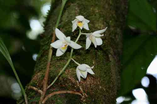 Pretty Aganisia