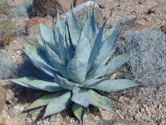 Agave azurea