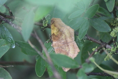 Antepione thisoaria