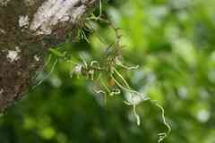 Campylocentrum micranthum