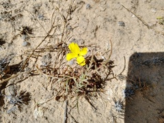 Eulobus sceptrostigma