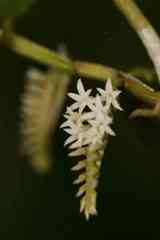 Campylocentrum micranthum