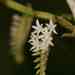 Campylocentrum micranthum - Photo (c) olivier_fortune, algunos derechos reservados (CC BY-NC), subido por olivier_fortune