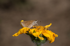 Lerodea eufala eufala