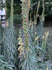 Digitalis ferruginea