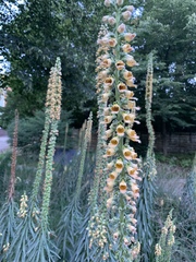 Digitalis ferruginea