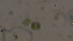 Scenedesmaceae