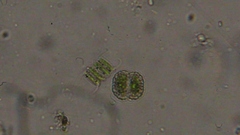 Scenedesmaceae