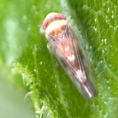 Colladonus montanus reductus