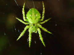 Cryptaranea atrihastula