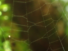 Cryptaranea atrihastula