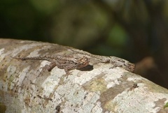 Anolis loysiana