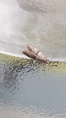 Wockia asperipunctella