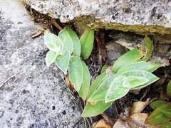 Tradescantia sillamontana