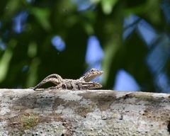 Anolis loysiana