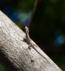 Anolis loysiana