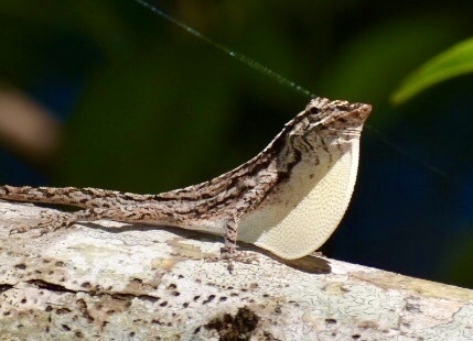 Peach Anole