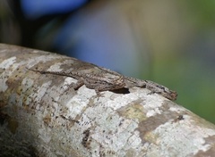 Anolis loysiana