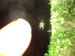 Cryptaranea atrihastula